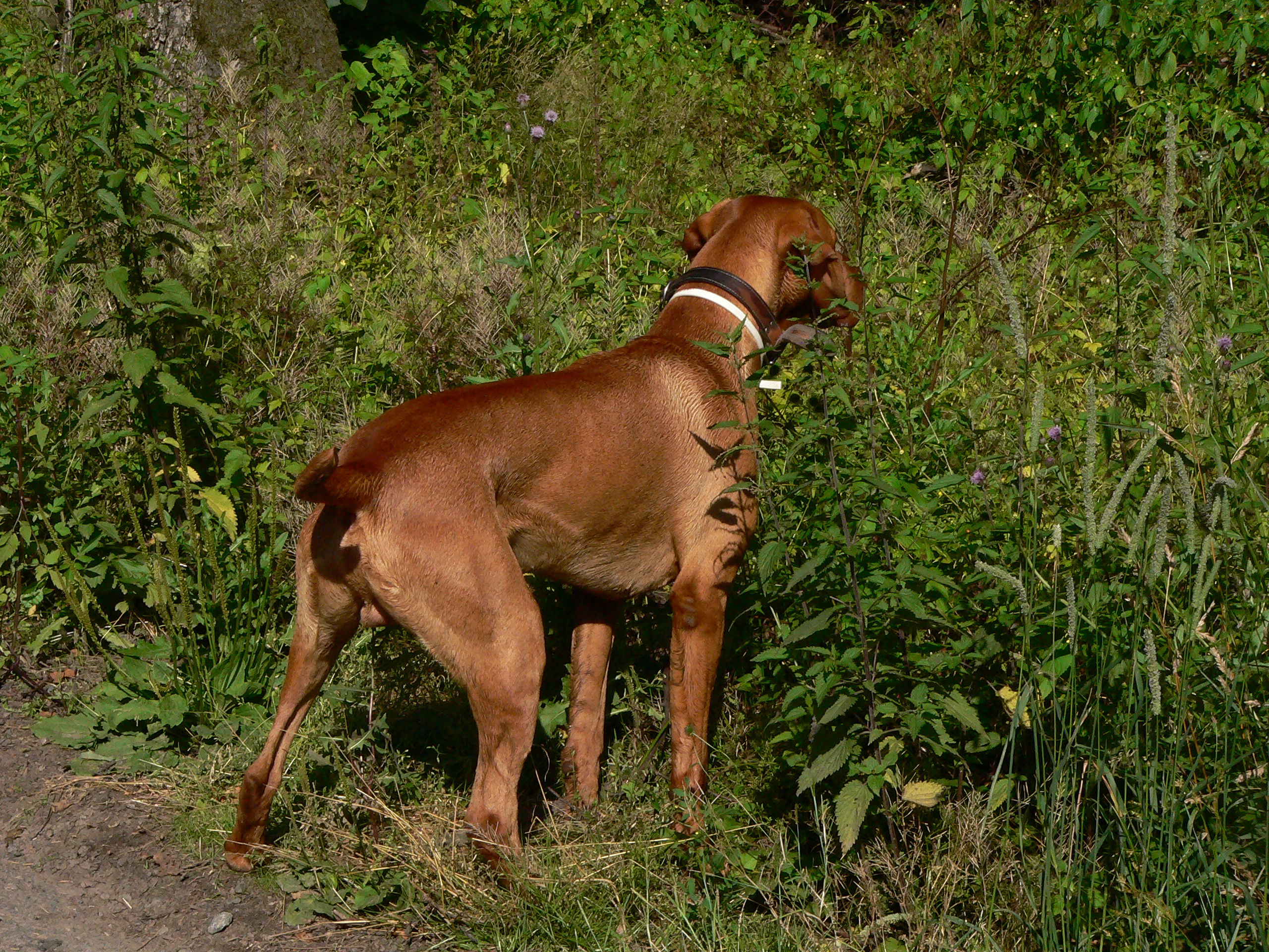 P1100071.JPG